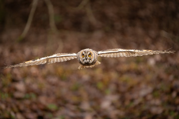 Gorgeous owl in flight. Majestic, calm and peaceful bird, yet dangerous hunter. Bird of prey, big yellow eyes, claws and beak.