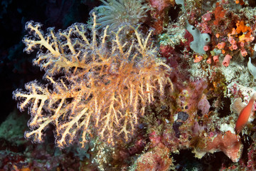 Fototapeta na wymiar Bush of soft coral from the family Alcyonacea. Underwater photography. Philippines.
