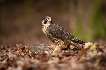Amazing and agile bird hunter. Bird of prey. Autumn colored leaves, cautious animal. Strong and dangerous beak.