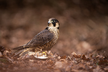 Amazing and agile bird hunter. Bird of prey. Autumn colored leaves, cautious animal. Strong and...