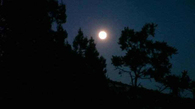 full moon rising through the trees - Time Lapse