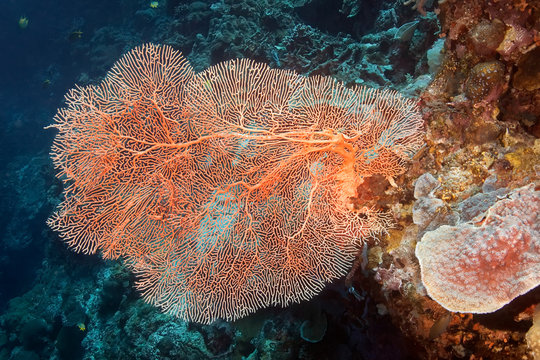 Hard coral Subergorgia hicksoni. Underwater photography, Philippines.