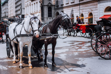 Naklejka na ściany i meble Austria beautiful horses with equipage coaches on the streets of Vienna