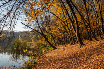 Fototapeta premium Nice day light autumn forest landscape in Kiev Ukraine nature 