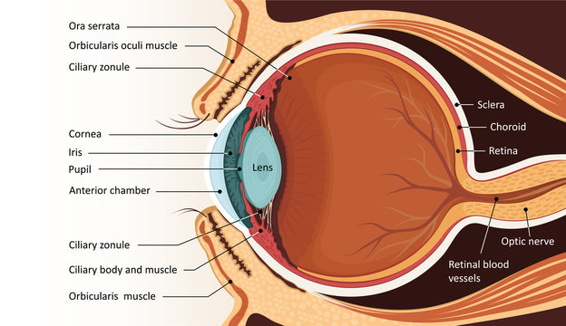 Human eye anatomy. Educational material