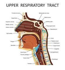 Upper respiratory tract. Anatomy - nose, throat , mouth, respiratory system - obrazy, fototapety, plakaty