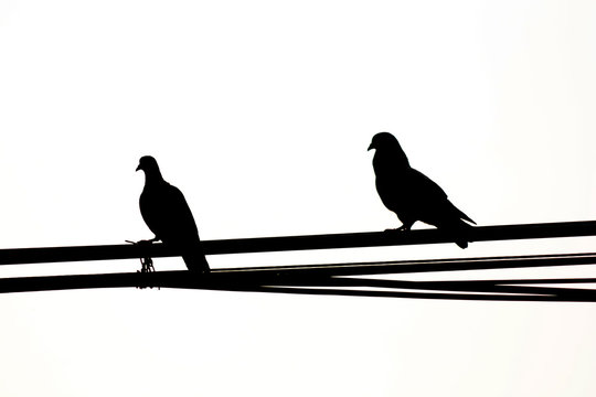 silhouette birds on electric pole