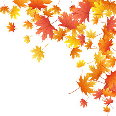 Maple leaves vector background, autumn foliage on white graphic design.