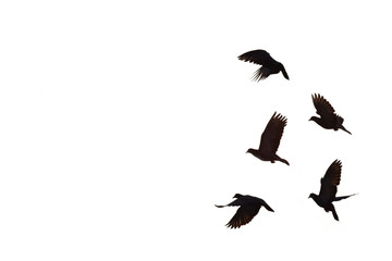 silhouette bird on white background