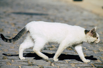 cat in the street of Bethlehem in Palestine