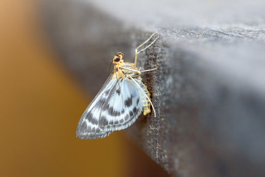 Brennnesselzünsler (Anania Hortulata)