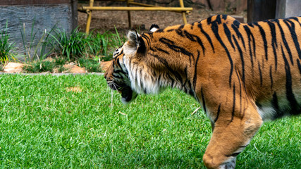 Sumatran tiger documentary image walking from right to left of frame