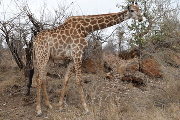 giraffe South Africa Kruger national park reserve nature