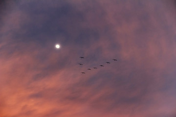 A flock of pelican birds high in the sky against the evening sky with moon