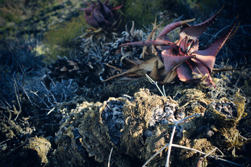 Karoo Aloe - Life is everywhere