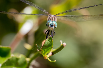 A front view of a female blue dasher at Yates Mill County Park in Raleigh, North Carolina.