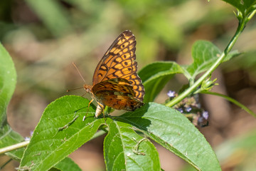 A female variegated butterfly lays eggs on a leaf, ensuring the continuation of her species at Yates Mill County Park in Raleigh, North Carolina.