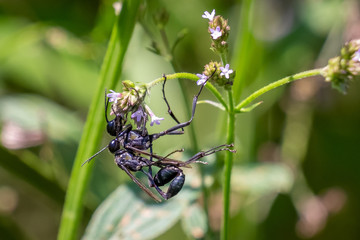 A pair of procreating thread-waisted wasps, with the female also in search of nectar at Yates Mill County Park in Raleigh, North Carolina. Could be a meme for multitasking.