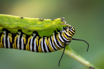 A monarch caterpillar munches a leaf at Yates Mill County Park in Raleigh, North Carolina.