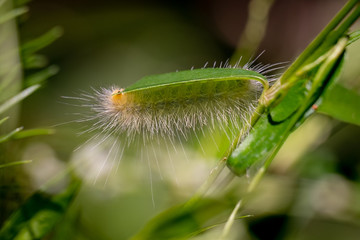 A yellow wooly bear, a caterpillar form of the Virginia Tiger Moth, enjoys a fresh leaf at Yates Mill County Park in Raleigh, North Carolina. Generally referred to as a wooly worm.