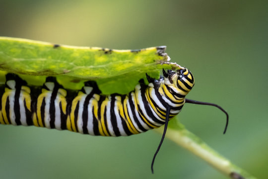 A monarch caterpillar munches a leaf at Yates Mill County Park in Raleigh, North Carolina.