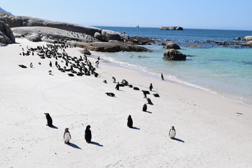 Beautiful penguins in Boulders beach South Africa