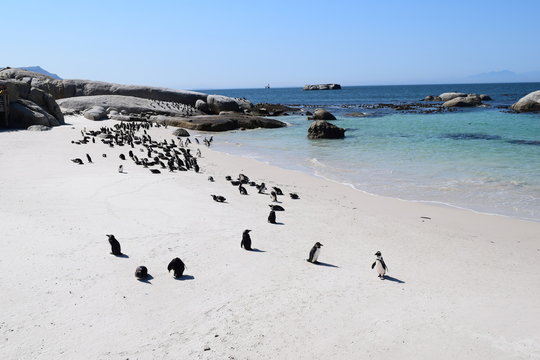 Beautiful penguins in Boulders beach South Africa