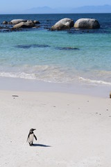 Beautiful penguins in Boulders beach South Africa