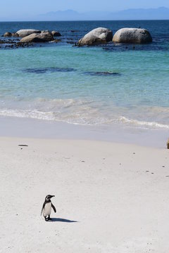 Beautiful penguins in Boulders beach South Africa