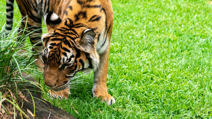 Sumatran tiger sniffing grass