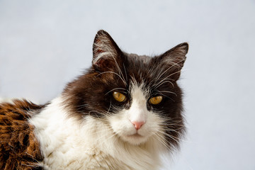 Obraz premium Eine Schwarz-Weiße Hauskatze vor hellblauem Hintergrund