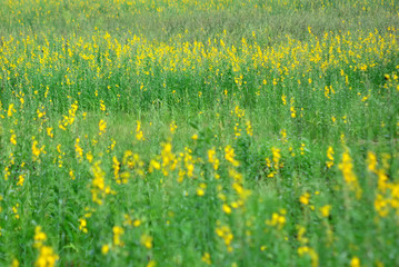 Yellow flower field farm in Thailand