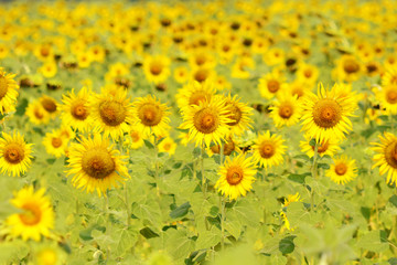 Sunflower blooming natural field  sunflowers on a background