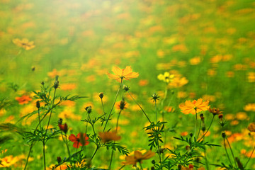 Soft focus bloom yellow chrysanthemums daisy flower background pattern