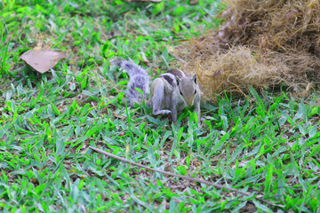 squirrel in a garden scratching itself