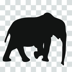 Black silhouette of an African elephant on a transparent background.