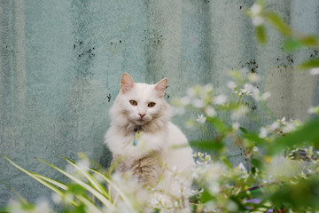 chat blanc posant devant une vitre peinte