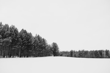 trees in snow