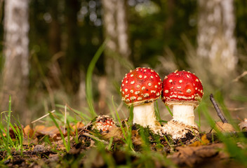 two young fly agaric in the forest