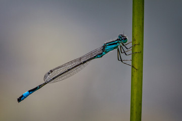 Dragonflies macro on a stalk of gas in the evening