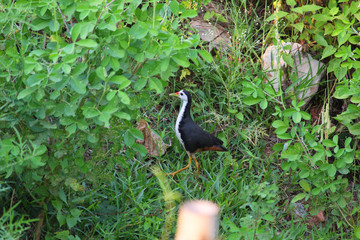 white breasted waterhen in nest