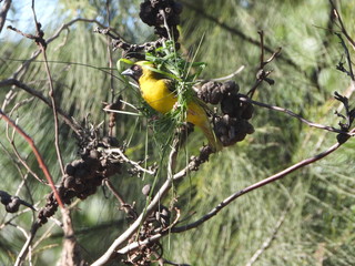 Weaver building nest