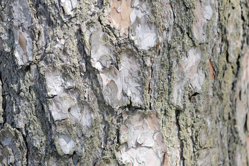 Pine tree bark texture closeup. Natural abstract background