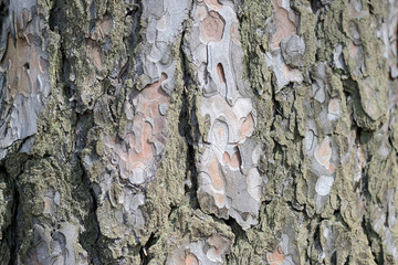 Pine tree bark texture closeup. Natural abstract background
