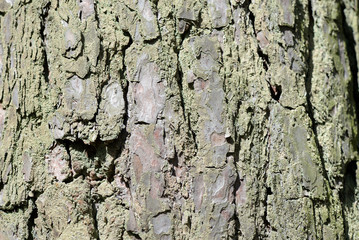 Pine tree bark texture closeup. Natural abstract background