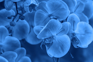 Trend color 2020 classic blue,  artificial orchid flower background