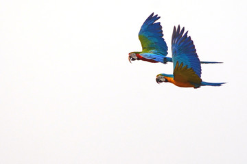 Colourful parrot flying on isolated background