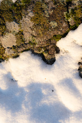 Stone with lichens and snow in Scandinavian forests. Snow and lichen texture. Swedish nature background, wallpaper.