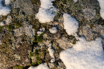 Stone with lichens and snow in Scandinavian forests. Snow and lichen texture. Swedish nature background, wallpaper.