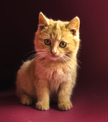 A sad-looking red-haired little and very fluffy kitten sits on a red beautiful background